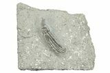 Fossil Inadunate Crinoid - Crawfordsville, Indiana #273729-1